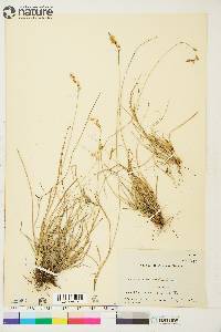 Carex praticola image