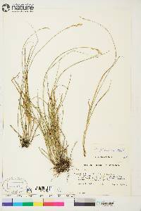 Carex praticola image