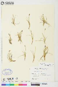 Carex rupestris image