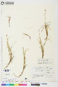 Carex rupestris image