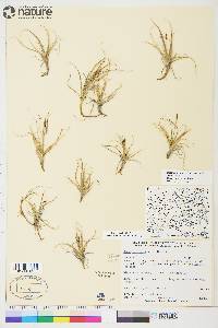 Carex rupestris image