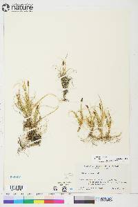 Carex rupestris image