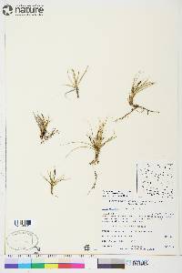 Carex rupestris image