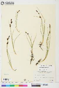 Carex rotundata image