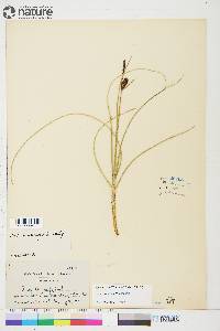 Carex rotundata image