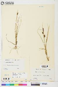 Carex rotundata image