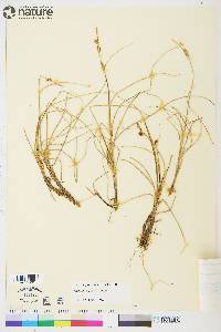 Carex rotundata image