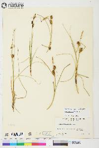 Carex rotundata image