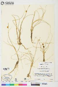 Carex rotundata image