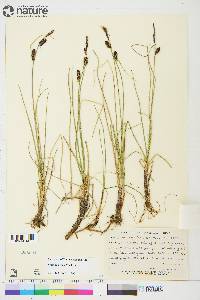 Carex rotundata image