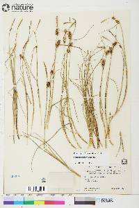 Carex rotundata image