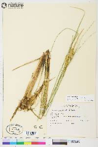 Carex rostrata image