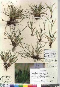 Carex norvegica image