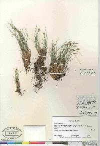 Carex nardina image