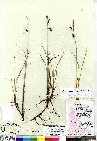 Carex rariflora image