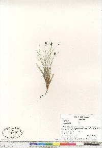 Carex nardina image