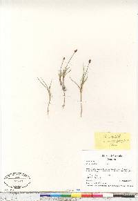 Carex nardina image