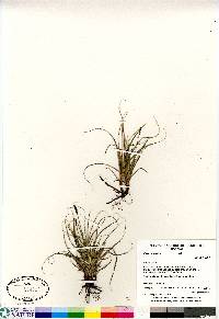 Carex rupestris image