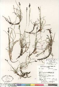 Carex rariflora image