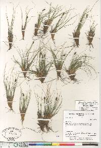 Carex nardina image