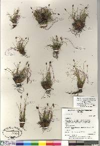 Carex nardina image