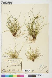 Carex rossii image