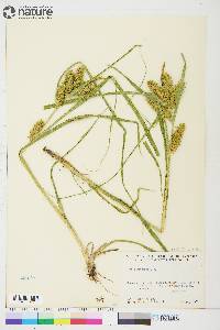 Carex retrorsa image