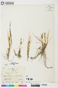 Carex salina image