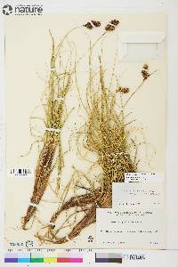 Carex sabulosa image