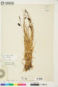 Carex saxatilis image