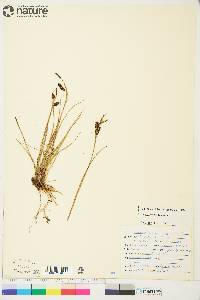 Carex saxatilis image