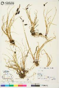 Carex saxatilis image