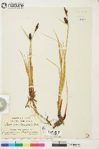 Carex saxatilis image