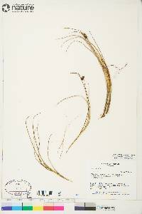 Carex saxatilis image