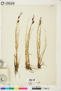 Carex saxatilis image