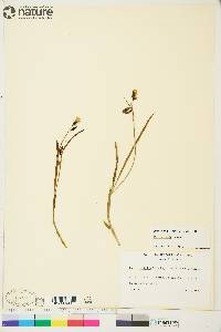 Carex saxatilis image