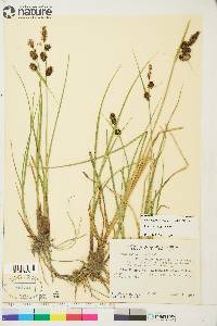 Carex saxatilis image