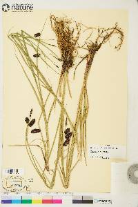 Carex saxatilis image