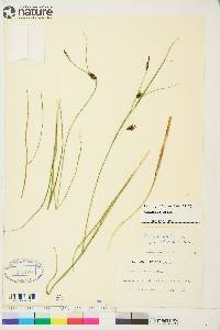 Carex saxatilis image