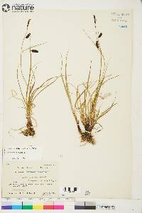 Carex saxatilis image