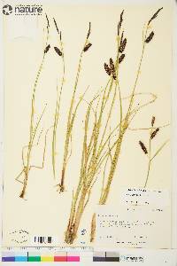 Carex saxatilis image