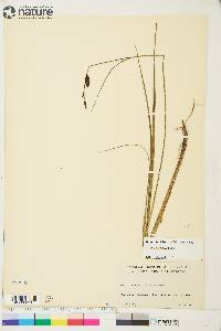 Carex saxatilis image