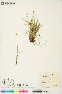 Carex scirpoidea image