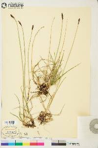 Carex scirpoidea image