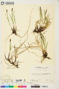 Carex scirpoidea image