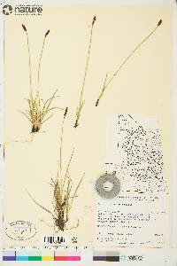 Carex scirpoidea image