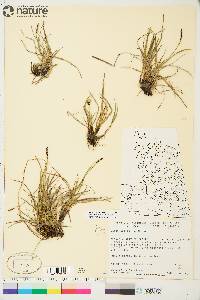 Carex scirpoidea image