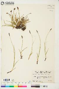 Carex scirpoidea image