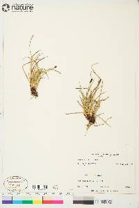 Carex scirpoidea image