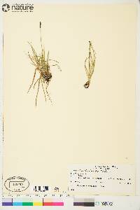 Carex scirpoidea image